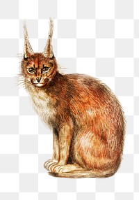 Vintage lynx illustration