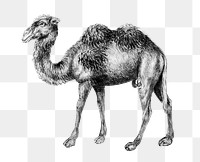 Vintage camel illustration