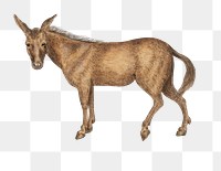 Vintage mule illustration
