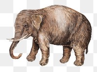 Vintage Asian elephant illustration