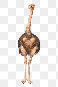 Vintage full length ostrich illustration