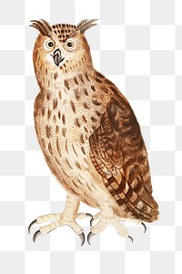 Vintage eagle owl illustration