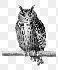 Vintage long eared owl illustration