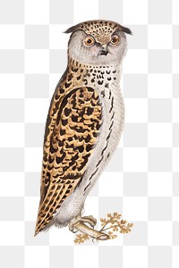 Vintage scops owl illustration
