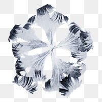 Trollius Europaeus (Globeflower) enlarged 5 times transparent png