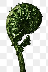 Struthiopteris Germanica (German Ostrich Fern Frond) enlarged 8 times transparent png