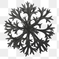 Saxifraga Willkommniana (Willkomm&#39;s Saxifrage) leaf enlarged 6 times transparent png