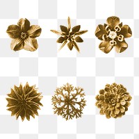 Gold monochrome flower photography set transparent png