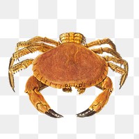 Vintage illustrated fresh crab transparent png