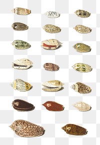 Twenty vintage illustrated tropical sea shell set transparent png