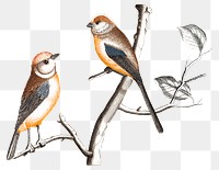 Png tail tit birds sticker vintage illustration