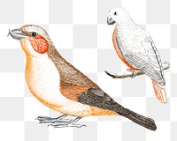 Crossbill and white bird png sticker vintage illustration