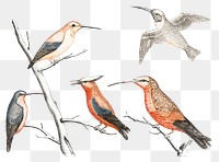 Hand drawn hummingbirds png sticker