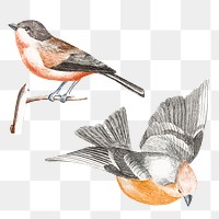 Flinch and tit bird png sticker vintage illustration