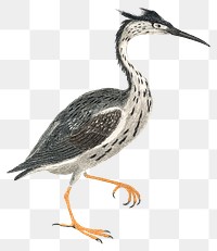 Vintage heron png bird sticker vintage illustration