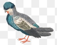 Pigeon png bird sticker vintage illustration