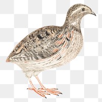 Png quail bird sticker hand drawn illustration