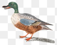 Vintage Northern shoveler duck png sticker hand drawn illustration