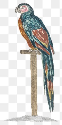 Parrot with wooden stand png sticker hand drawn illustration