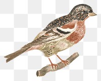 Bullfinch png bird sticker vintage illustration