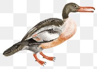 Vintage duck png bird sticker hand drawn illustration