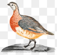 Partridge png bird sticker vintage illustration