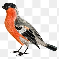 Bullfinch png bird sticker vintage illustration