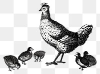 BW hen and chicks png sticker vintage illustration