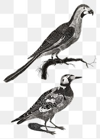 Bw birds png sticker vintage illustration set
