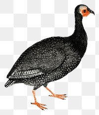 Guineafowl png bird sticker vintage illustration