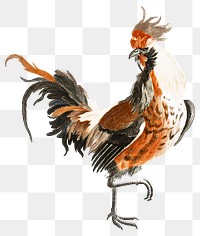 Hand drawn cock png chicken sticker vintage illustration