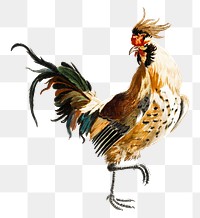 Vintage cock png chicken sticker hand drawn illustration