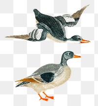 Mallard duck png animal sticker vintage hand drawn illustration set