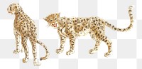 Png leopards sticker wild animal illustration