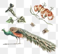 Vintage peacock and flower png sticker hand drawn illustration set
