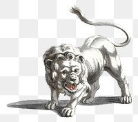 Png bw lion sticker wild animal illustration