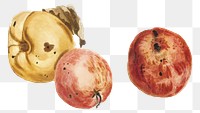 Apple and quince fruit png sticker vintage illustration