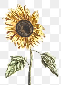 Sunflower png sticker vintage botanical hand drawn illustration