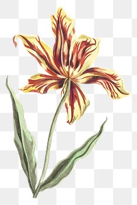 Tulip flower png sticker vintage botanical