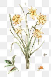 Daffodils flower png sticker vintage botanical