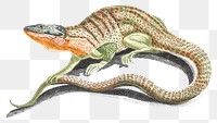 Png lizard sticker wild animal vintage illustration