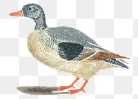 Vintage duck png sticker hand drawn illustration