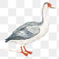 Hand drawn goose png bird sticker vintage illustration