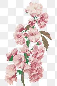 Cherry blossom png sticker, japanese botanical illustration, remix from the artwork of Ogawa Kazumasa