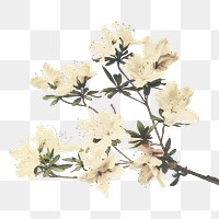 Azaleas png sticker, japanese botanical illustration, remix from the artwork of Ogawa Kazumasa