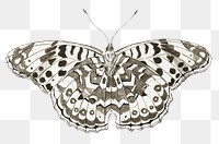 Hand drawn butterfly illustration