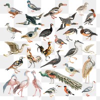 Hand drawn bird png sticker vintage illustration set