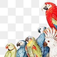 Vintage parrot variety border frame illustration