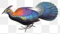 Monal bird png animal art print, remixed from artworks by John Gould and Henry Constantine Richter