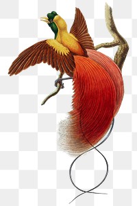 Red bird of paradise png animal art print, remixed from artworks by John Gould and William Matthew Hart